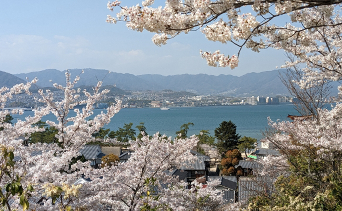 イワシの中で最も美味しい「カタクチイワシ」漁が広島で解禁　刺身が最高