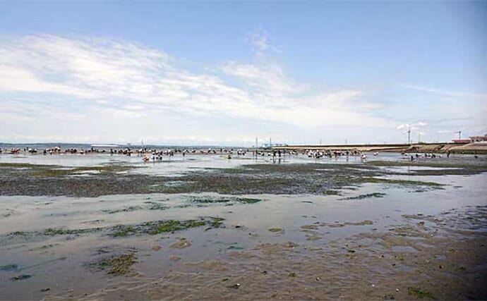 海洋学部出身の釣り好きがオススメする自由研究は【海辺の砂の中の生物を探してみよう！】