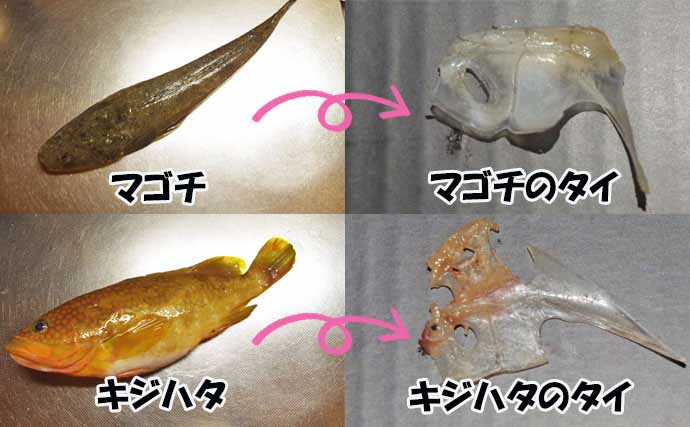 沖釣り愛好家のパパが息子に勧めた夏休みの自由研究テーマは【色んな魚の「鯛の鯛」採集】