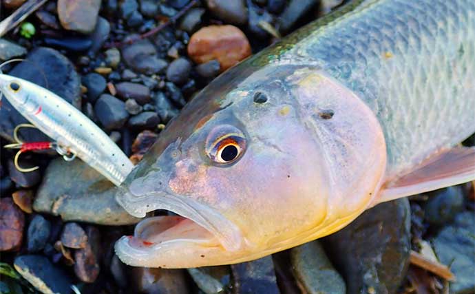 琵琶湖周辺のハス釣りにチャレンジしてみよう　釣り方とシーズンを紹介