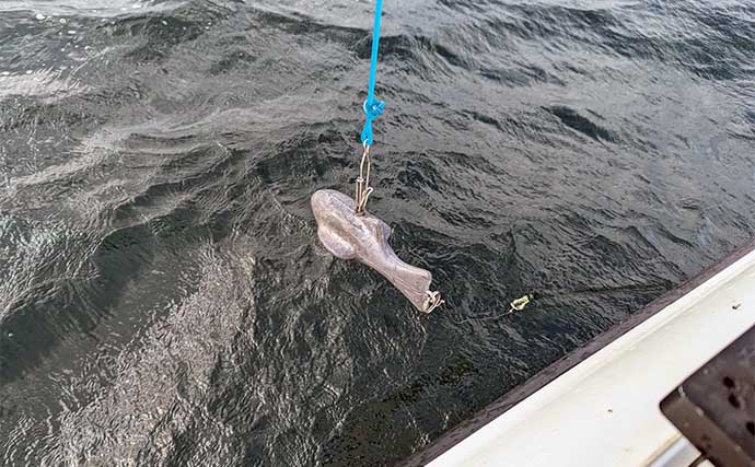 琵琶湖レイクトローリング釣行で50cm超えビワマスと対面　リリース多数でお土産は3匹ずつ