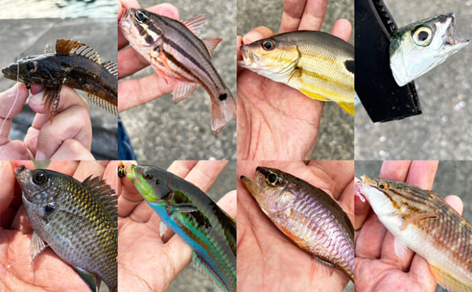 釣りで夏休み自由研究のススメ：餌とルアーはどちらの方が釣れるのか？