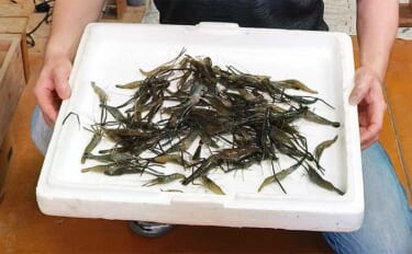 木曽川でのテナガエビ釣りで100匹オーバー【愛知】雨天狙い撃ちが的中か