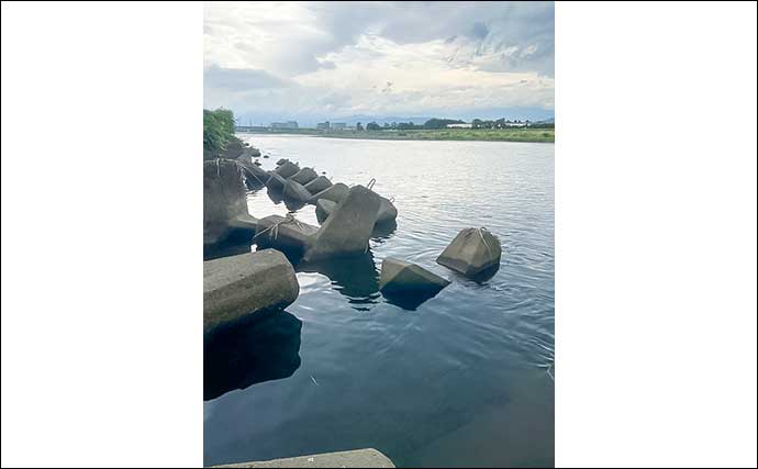 酒匂川でのテナガエビ釣りで本命連発【神奈川】抱卵したメスが中心でリリース