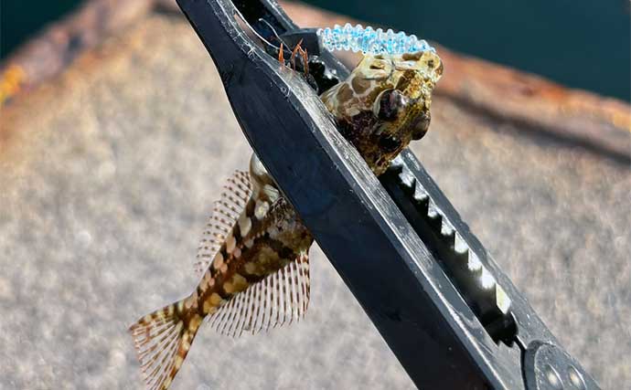 深日港での日中ライトロックゲームで4魚種と対面【大阪】タケノコメバルが高活性