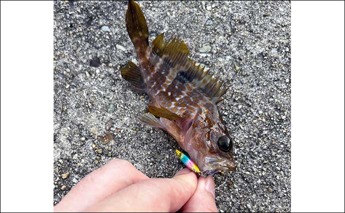 深日港での日中ライトロックゲームで4魚種と対面【大阪】タケノコメバルが高活性