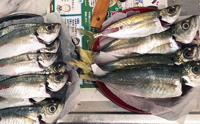 釣りで自由研究のススメ：大衆魚代表のアジとサバを釣って捌き方の違いを調べてみよう