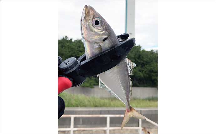 『大阪南港魚つり園』でのサビキ釣りで20cm級アジが連発　小さい針の仕掛けが的中