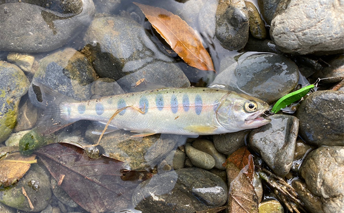 渓流釣り愛好家が取り組んだ小学生の夏休み自由研究は【ヤマメの幼魚を飼育してみた】