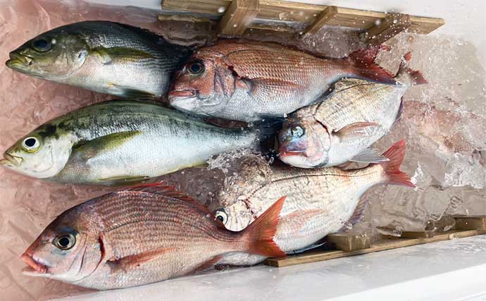 釣り好きパパにオススメ！子供と一緒に楽しむ夏休み自由研究【釣った魚の食べ比べ】