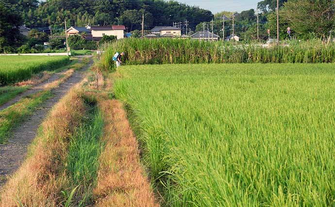 今週のヘラブナ推薦釣り場2024【茨城・中沼】