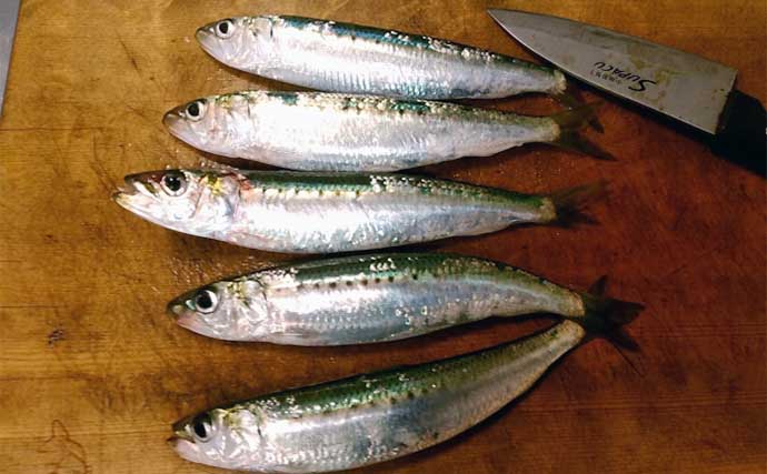 釣りで夏休み自由研究のススメ：胃袋を持たない「無胃魚」の不思議を調べてみよう