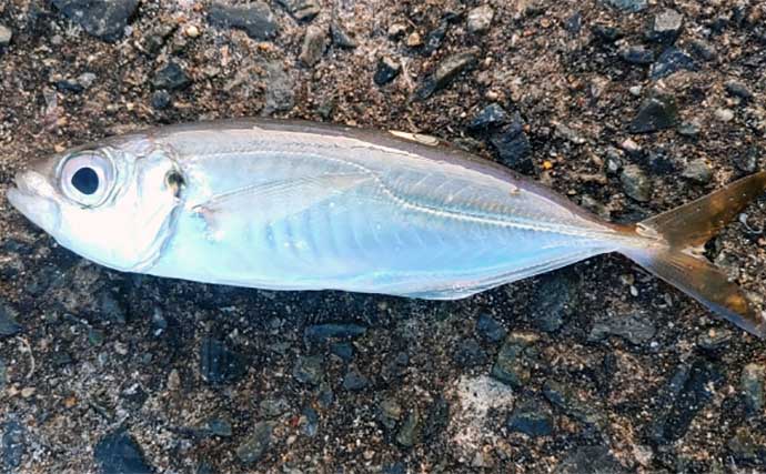 釣りで夏休み自由研究のススメ：胃袋を持たない「無胃魚」の不思議を調べてみよう