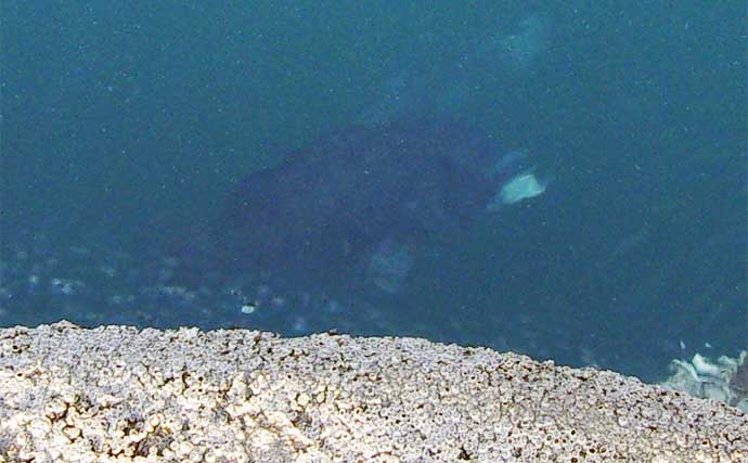 堤防釣りで自由研究のススメ：夏の海釣りは【何時が一番釣れるのか】調べてみよう