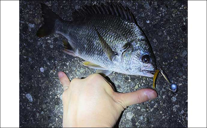 大阪南港ライトルアー釣行でキビレ2尾をキャッチ　真夏の高水温期に突入か