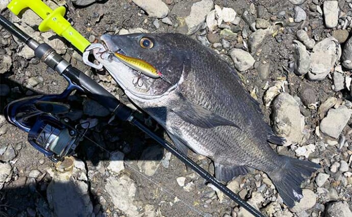 陸っぱりチニング釣行で40cm超えチヌをキャッチ【熊本】プロペラ付きのルアーにヒット