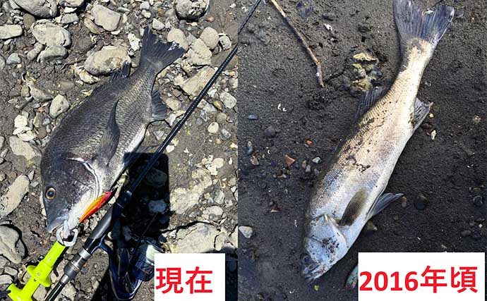 陸っぱりチニング釣行で40cm超えチヌをキャッチ【熊本】プロペラ付きのルアーにヒット