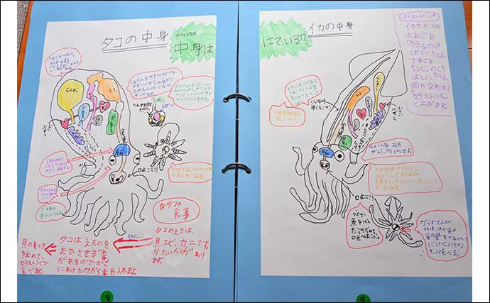 海洋生物好きの夏休み自由研究テーマ紹介：イカとタコを調査比較「似てそうで意外と違う？」