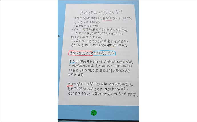 海洋生物好きの夏休み自由研究テーマ紹介：イカとタコを調査比較「似てそうで意外と違う？」