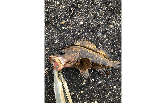 釣りをしながら自由研究のススメ：スーパーで売ってない魚を陸から釣ってみよう