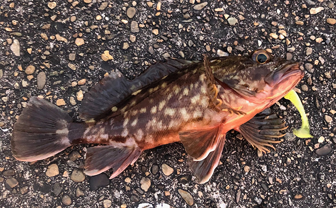 釣りをしながら自由研究のススメ：スーパーで売ってない魚を陸から釣ってみよう