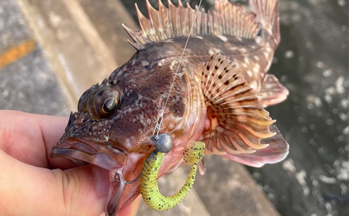 釣りをしながら自由研究のススメ：スーパーで売ってない魚を陸から釣ってみよう