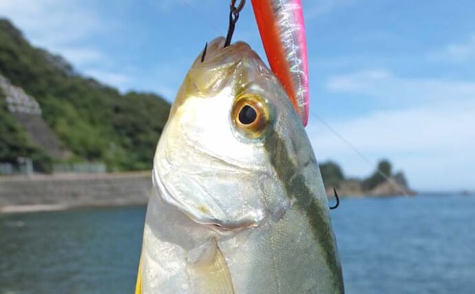 陸っぱりライトルアー釣りで20cm級ショゴ（カンパチ）の入れ食いを堪能【静岡・南伊豆】