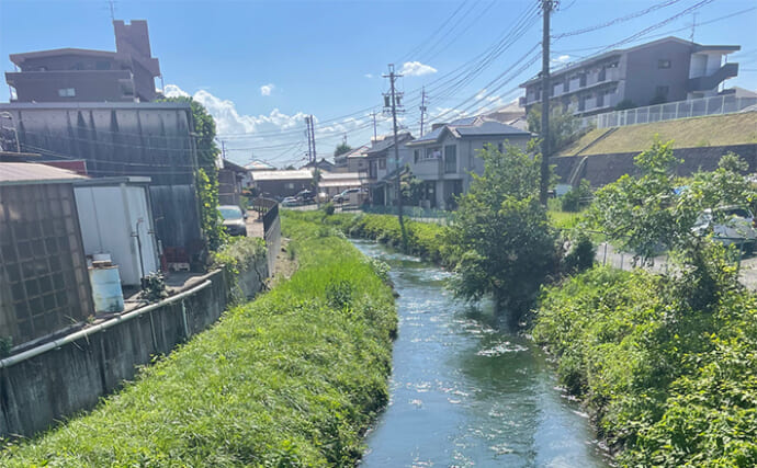 身近な自然で自由研究のススメ：近所の川に住む魚の種類を調べてみよう