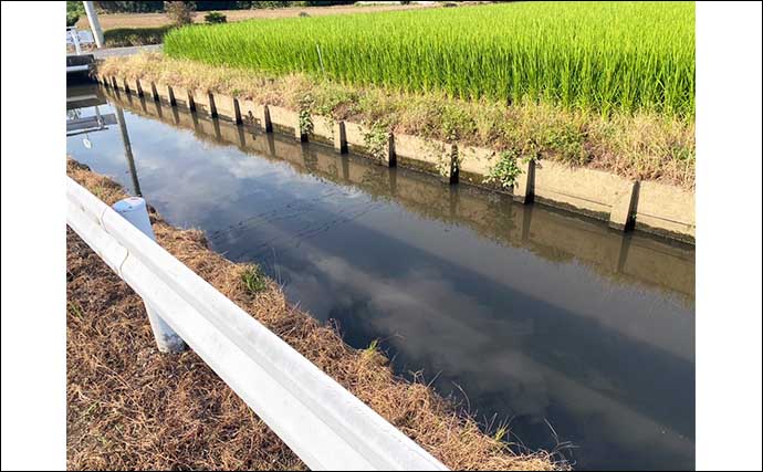 竹ボウキから自作した釣り竿で淡水小物釣り満喫【埼玉】モロコやクチボソなど63匹手中