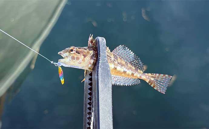 釣りをしながら自由研究のススメ：身近な根魚をルアーで釣って観察してみよう