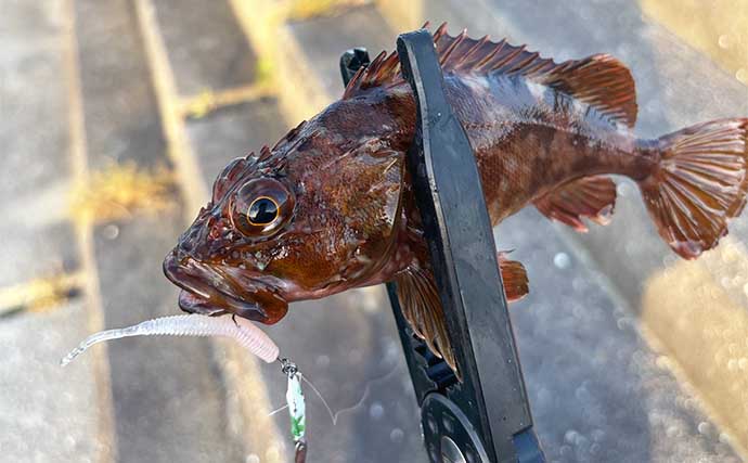 釣りをしながら自由研究のススメ：身近な根魚をルアーで釣って観察してみよう