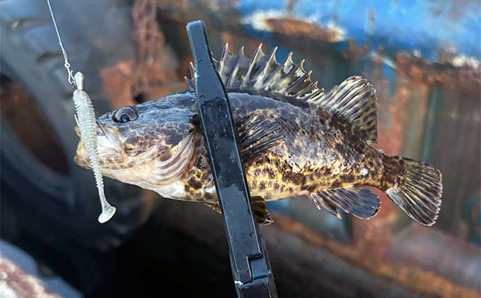 釣りをしながら自由研究のススメ：身近な根魚をルアーで釣って観察してみよう