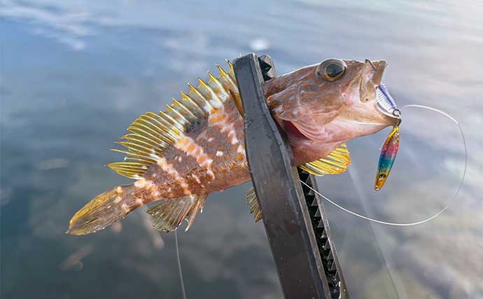 釣りをしながら自由研究のススメ：身近な根魚をルアーで釣って観察してみよう