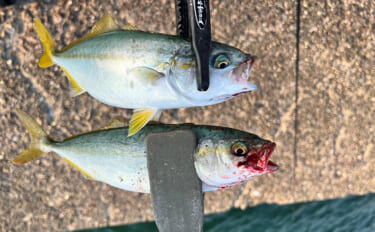 ショアジギング釣行でツバスの入れ食い堪能【和歌山・紀北】ブレード付きジグに好反応