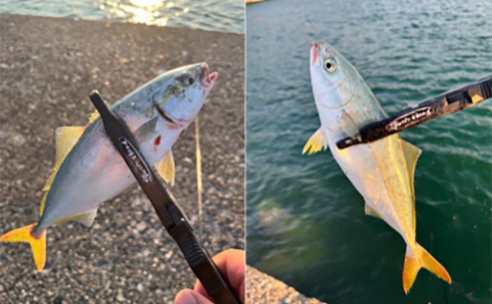 ショアジギング釣行でツバスの入れ食い堪能【和歌山・紀北】ブレード付きジグに好反応