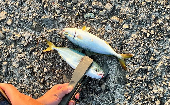 ショアジギング釣行でツバスの入れ食い堪能【和歌山・紀北】ブレード付きジグに好反応