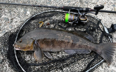 夏の漁港でのルアー根魚釣りで45cm頭にアイナメが連発【北海道・噴火湾】