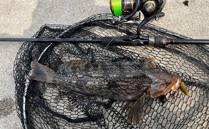 夏の漁港でのルアー根魚釣りで45cm頭にアイナメが連発【北海道・噴火湾】