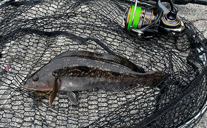 夏の漁港でのルアー根魚釣りで45cm頭にアイナメが連発【北海道・噴火湾】