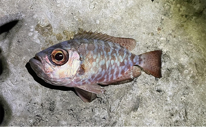 屋久島でのアジングで南方系の魚たちが続々ヒット【鹿児島】打ち込み釣りではタマンも登場