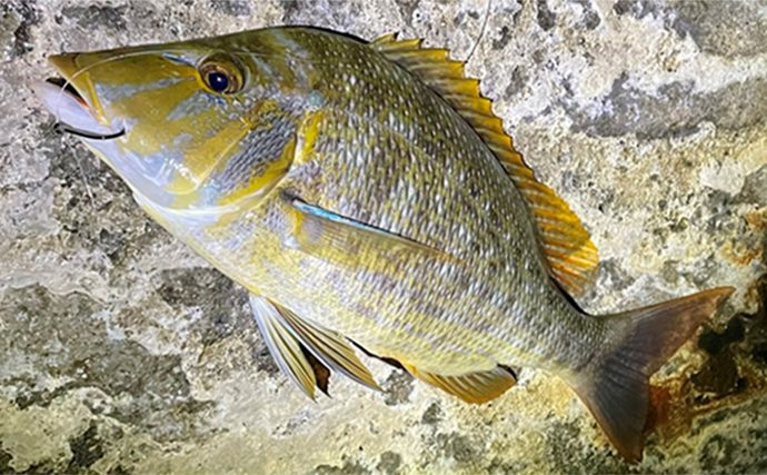 屋久島でのアジングで南方系の魚たちが続々ヒット【鹿児島】打ち込み釣りではタマンも登場