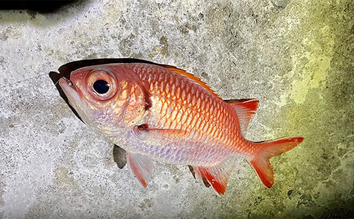 屋久島でのアジングで南方系の魚たちが続々ヒット【鹿児島】打ち込み釣りではタマンも登場