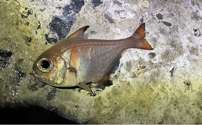 屋久島でのアジングで南方系の魚たちが続々ヒット【鹿児島】打ち込み釣りではタマンも登場