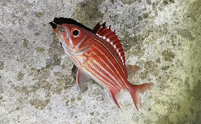 屋久島でのアジングで南方系の魚たちが続々ヒット【鹿児島】打ち込み釣りではタマンも登場