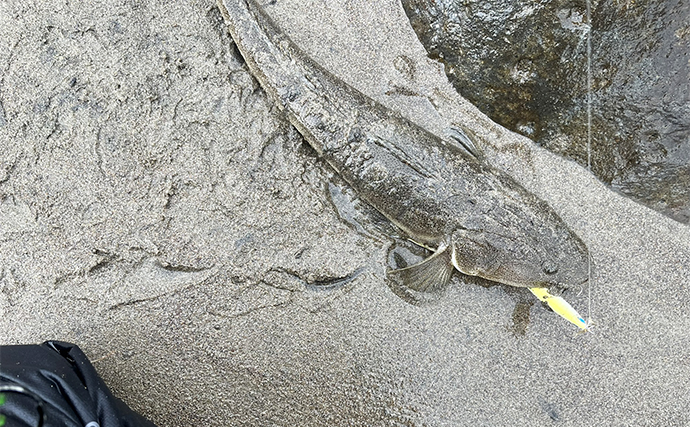 サーフでのルアー釣りで50cmマゴチをキャッチ【秋田】シンキングペンシルにヒット