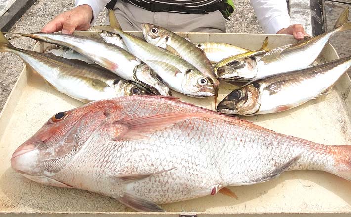 東京湾レンタル手こぎボート釣行で 67cmマダイに40cm超え大型アジ