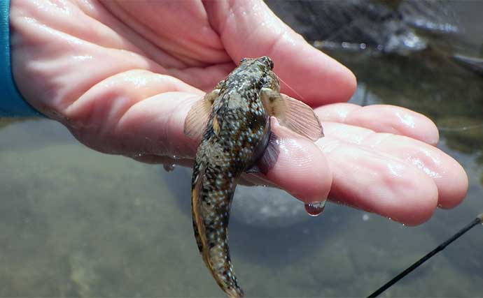 磯のタイドプール（潮だまり）で釣りをしたらハゼ釣れた！【神奈川・真鶴】