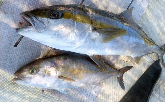 【沖釣り釣果速報】平戸沖ジギングで大型ハタ類キャッチ成功！（長崎・佐賀）