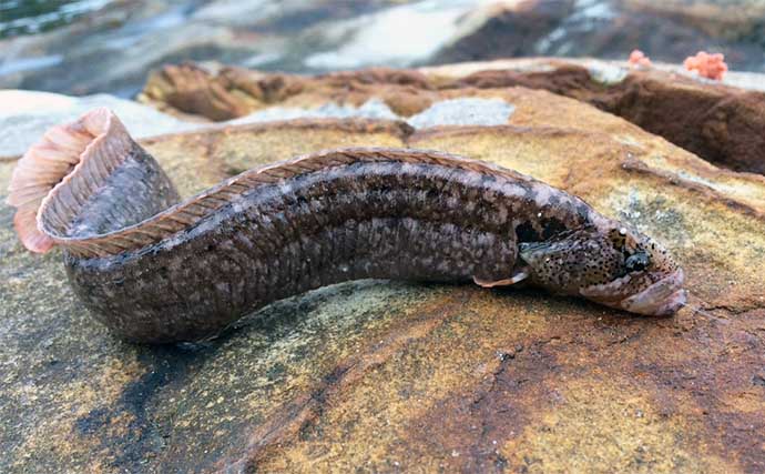 大人も子供もハマる夏のアクティビティ「磯遊び」の楽しみ方　危険生物にはご注意を