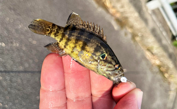 十津川水系での渓流ルアー釣りで『オヤニラミ』と対面 生息域拡大中か